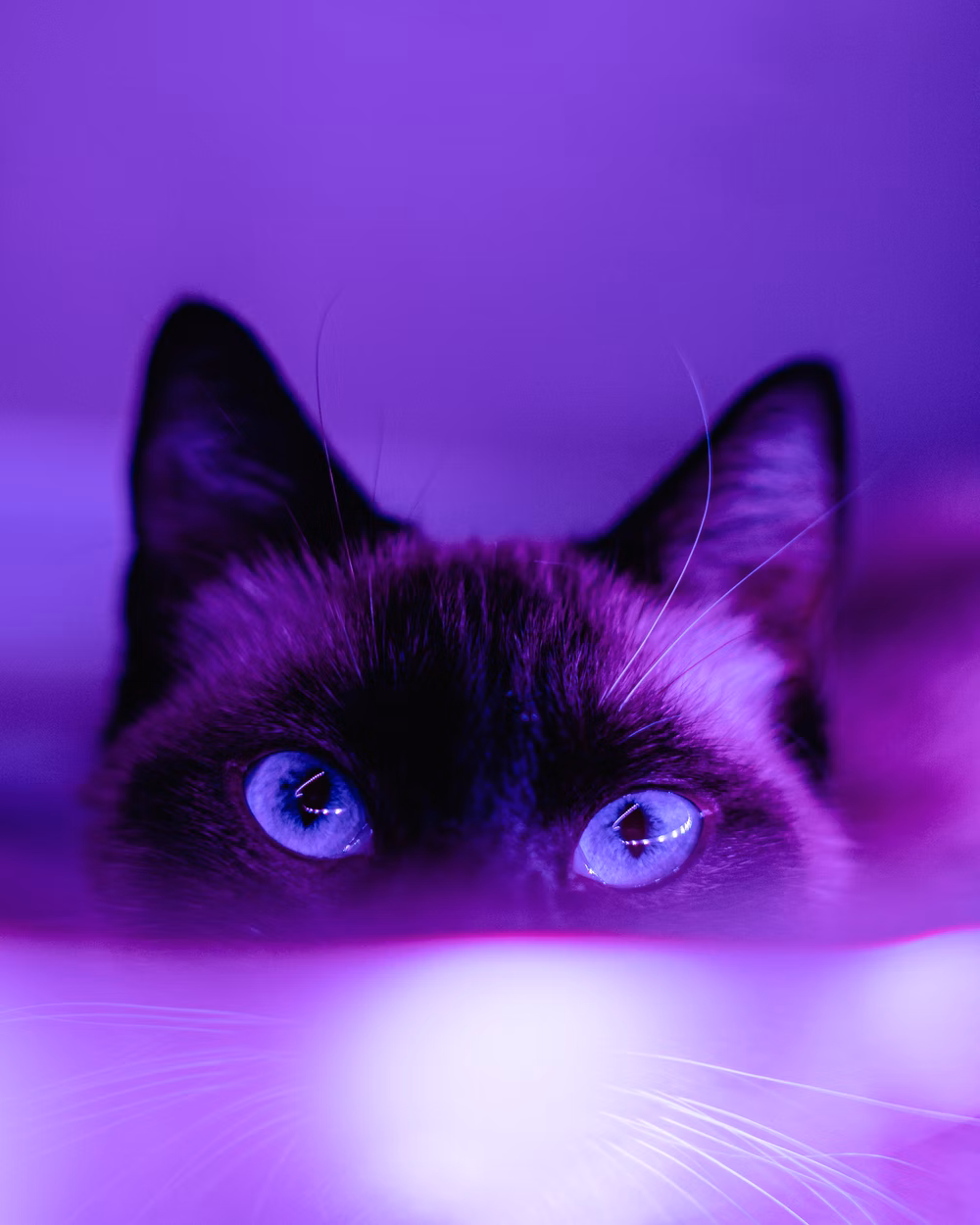 purple kitty